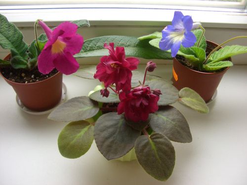 -Рябиновый Костер1.jpg