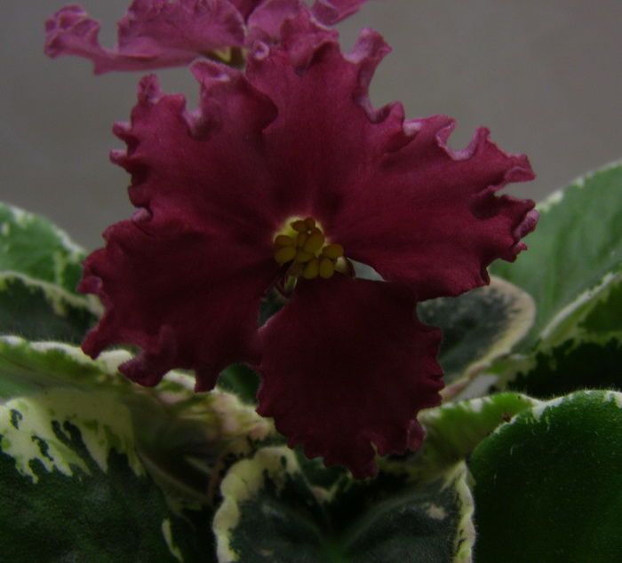 -Красная Жара1.jpg