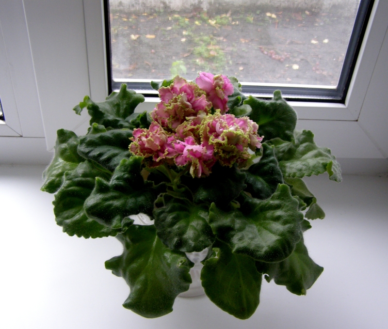 ЛЕ-Сестра Королевы1 (2).JPG