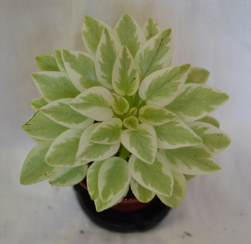 РОбс Лаки Пенни1.JPG