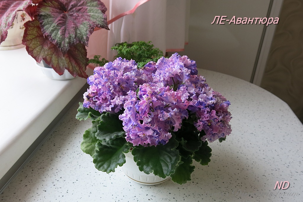 -Авантюра 1.JPG