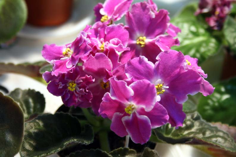 -Мисс Обаяние1.jpg