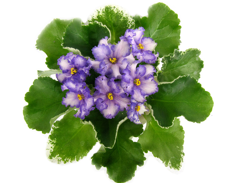 ЛЕ-Мейсенский Фарфор1.jpg