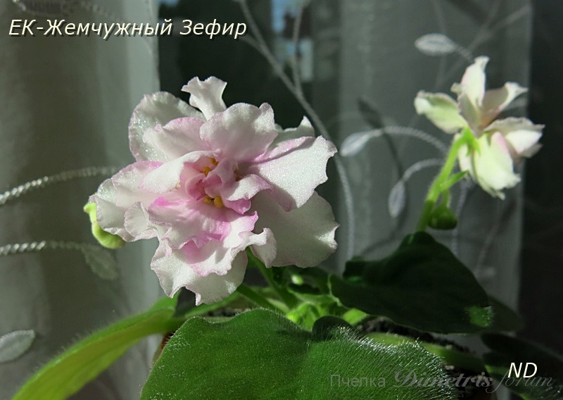 ЕК-Жемчужный Зефир1.JPG