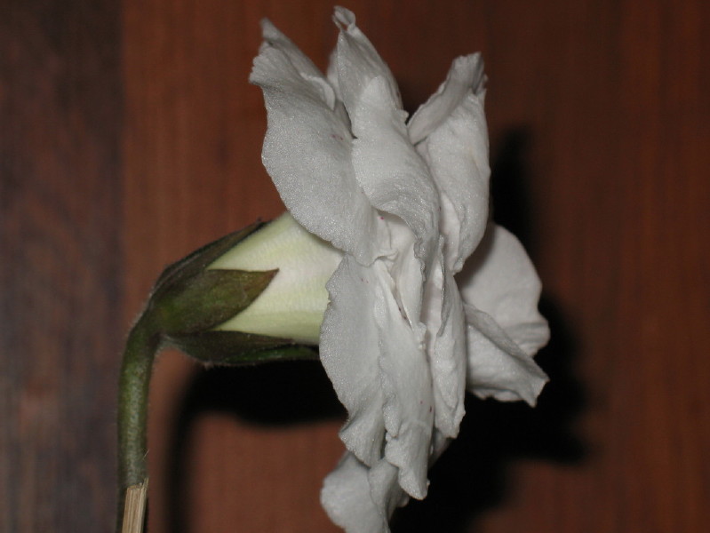 ЛТ-Софи (2)_1.jpg