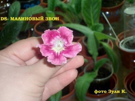 малиновый звон 2.JPG