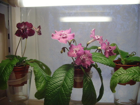 экспрессия 2.jpg