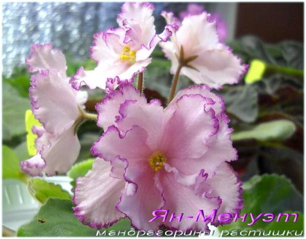 Ян-Менуэт 2.jpg