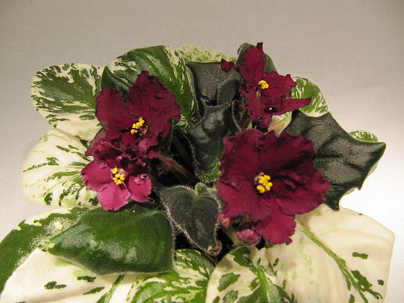 -Вишнёвый ликёр2.jpg