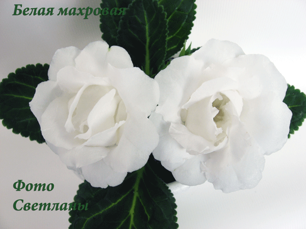 -махровая-3.gif