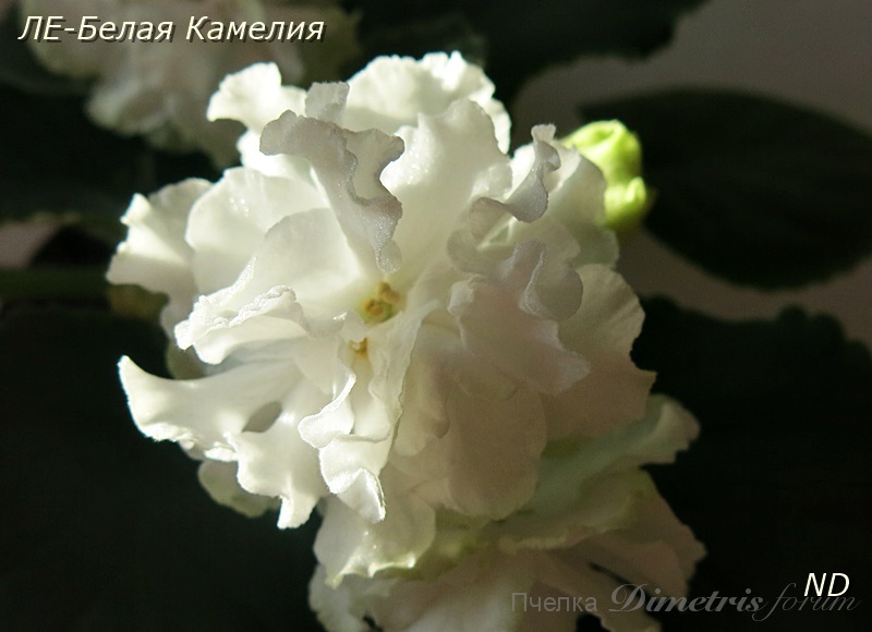 ЛЕ-Белая Камелия4.JPG