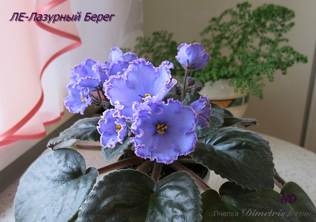 -Лазурный Берег4.JPG