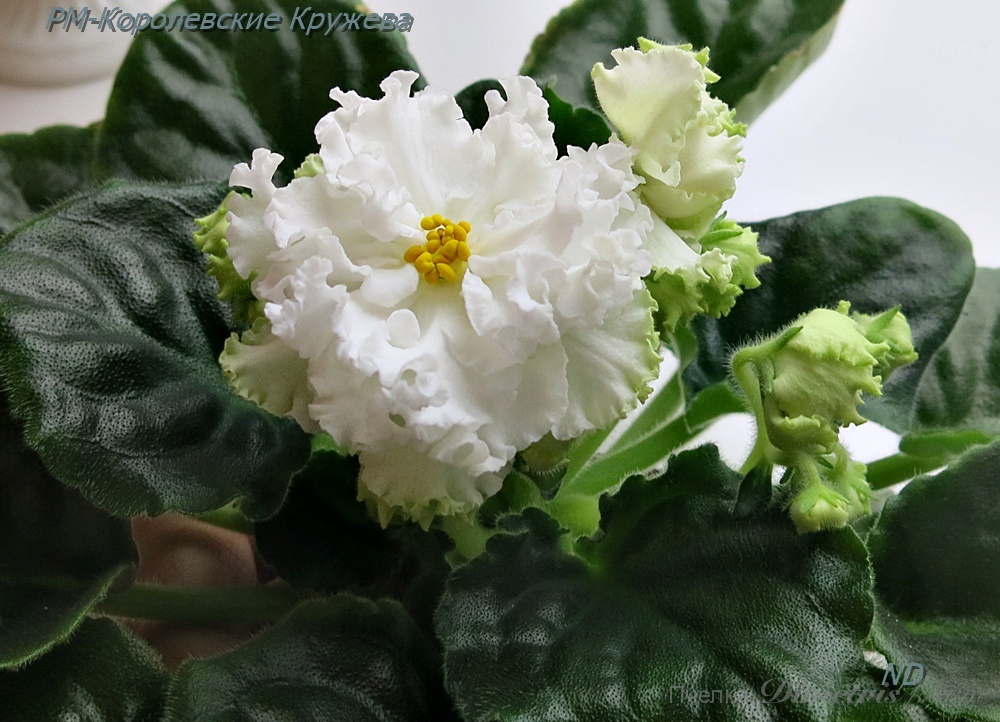 -Королевские Кружева5.JPG