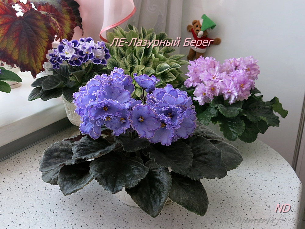 ЛЕ-Лазурный Берег5.JPG