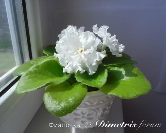 -Иришка 6см-1.jpg