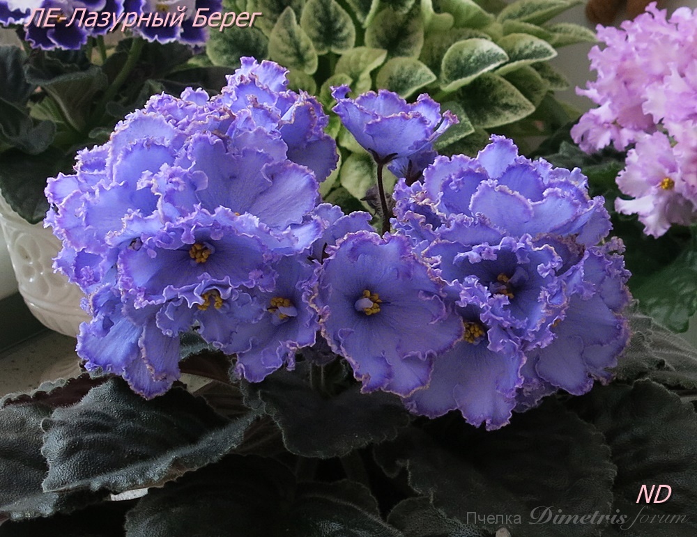 ЛЕ-Лазурный Берег6.JPG