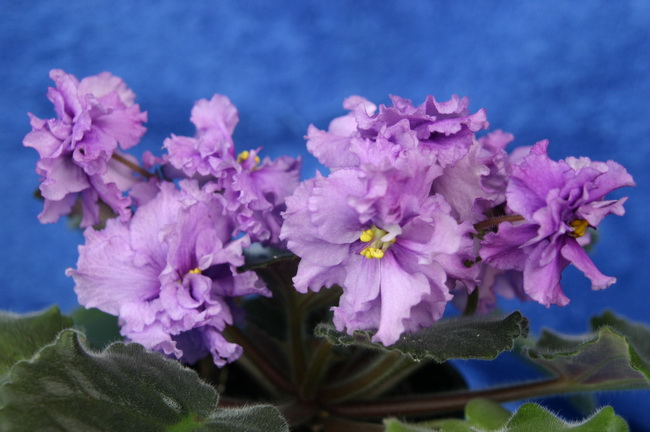 .Туман _измен.размер.jpg