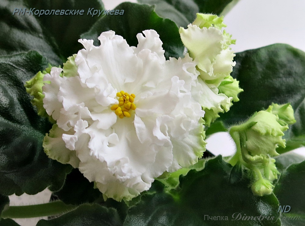 -Королевские Кружева7.JPG