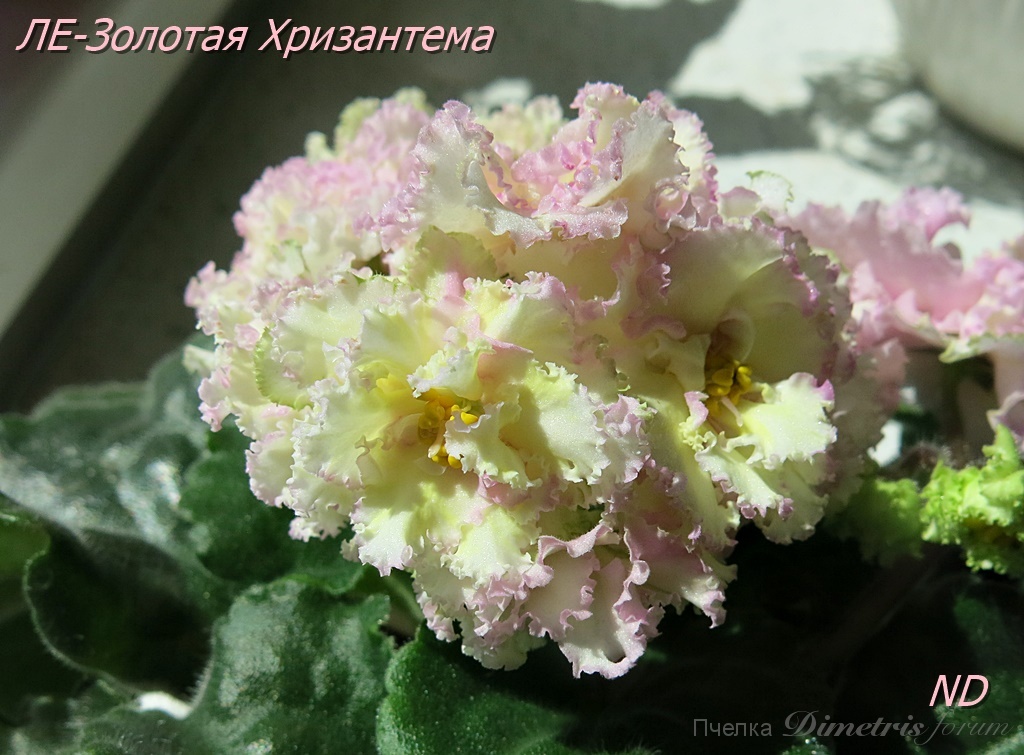 -Золотая Хризантема8.JPG