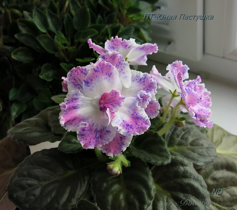 -Юная Пастушка8.JPG