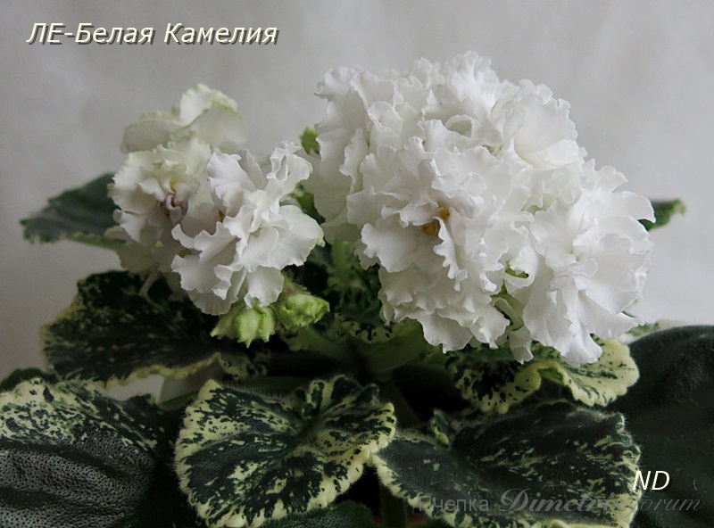 ЛЕ-Белая Камелия8.JPG