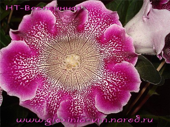 - Вселенная.jpg