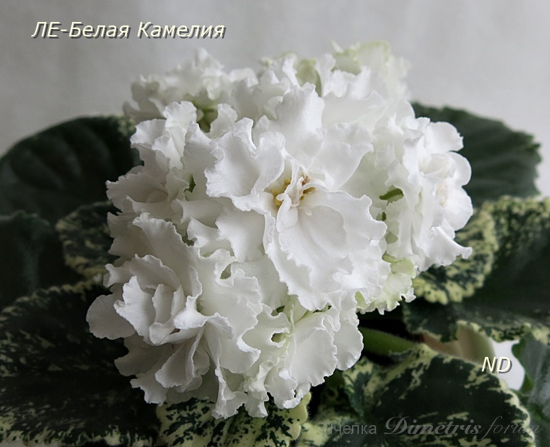ЛЕ-Белая Камелия9.JPG