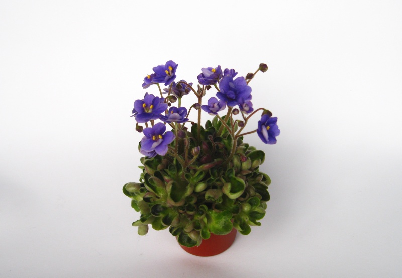 Копия Копия Изображение 050.jpg