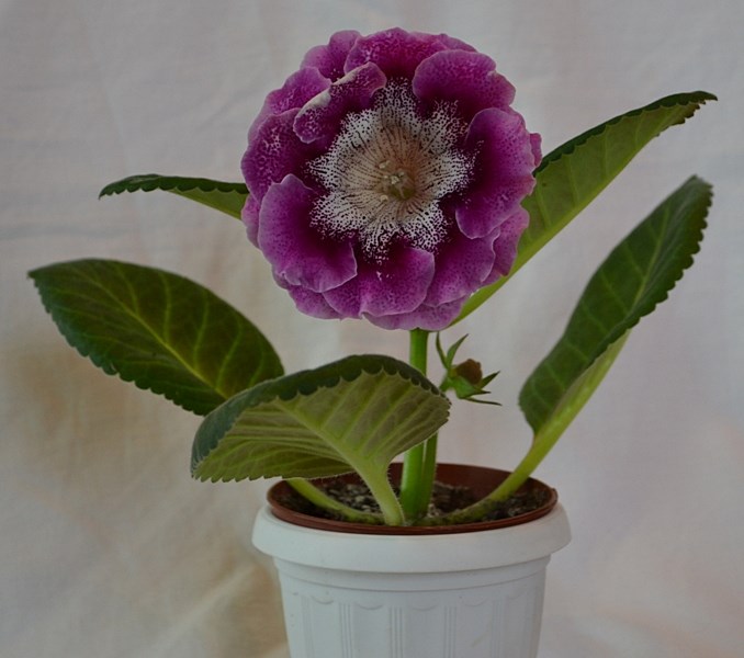 АО-Сиреневый Муар-10.JPG