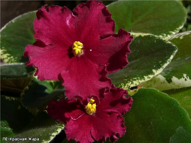 -Красная Жара.jpg