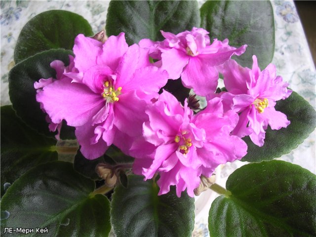 -Мери Кей.jpg