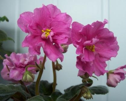 -Бегония Люкс.jpg
