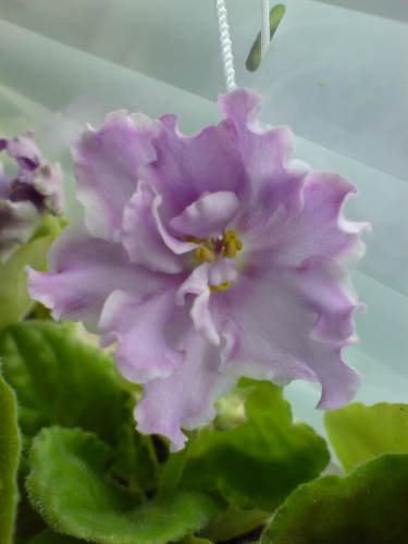 -Сиреневый Мираж.jpg