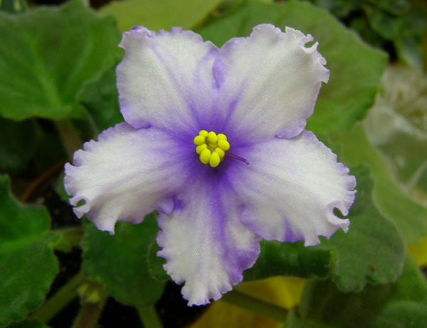 -Прозрачный Ручей.jpg