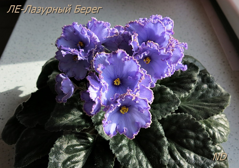 ЛЕ-Лазурный Берег 1.JPG