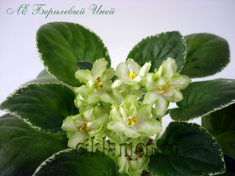 ЛЕ Берилевый Иней_1.jpg