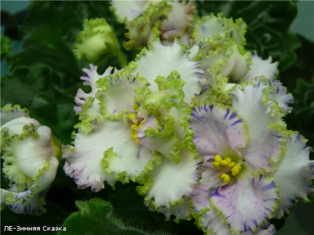 -Зимняя Сказка.jpg