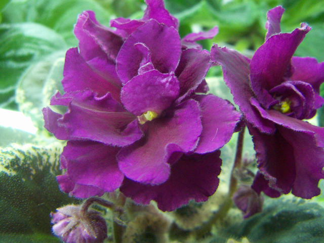 -Мой Любимый Маг22.JPG