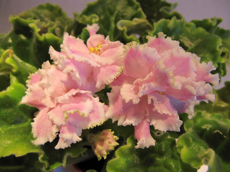 -Зима улыбается.jpg