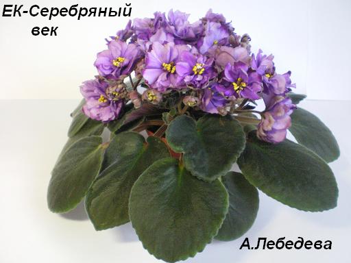 -Серебряный век 28.04.09 (4) 20-20 текст.JPG
