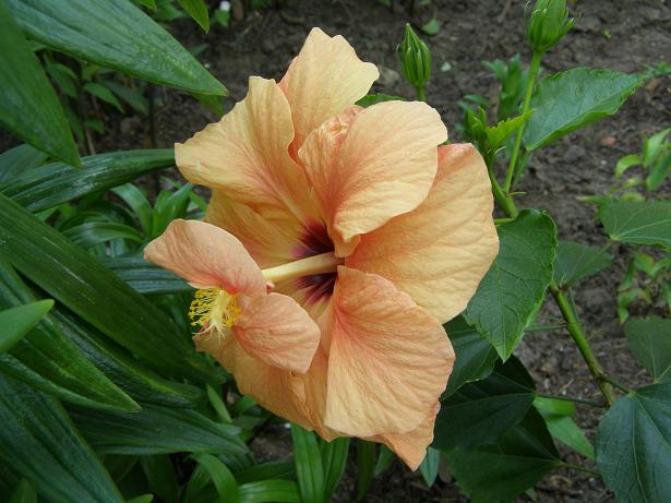  на клумбе.JPG