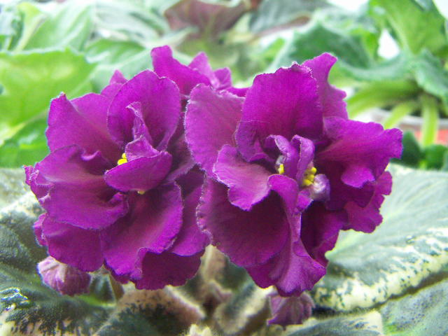 -Мой Любимый Маг2.JPG