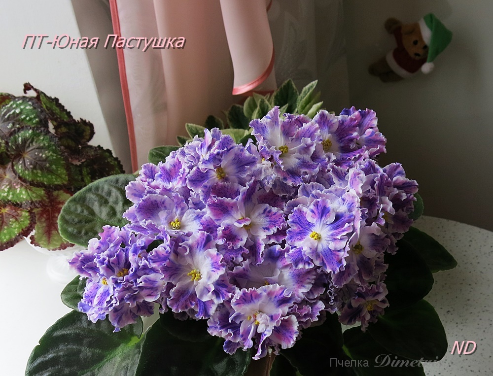 ПТ-Юная Пастушка 2.JPG