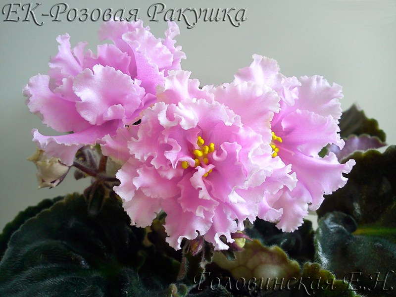 ЕК-Розовая ракушка 2.jpg