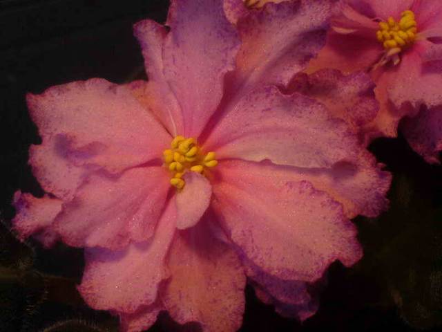 - Песчаная Буря.jpg