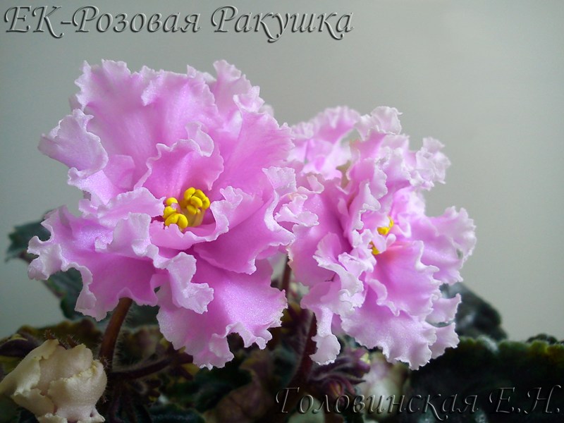 ЕК-Розовая ракушка 3.jpg