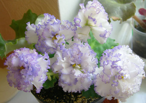 РС-Офелия - 3..jpg