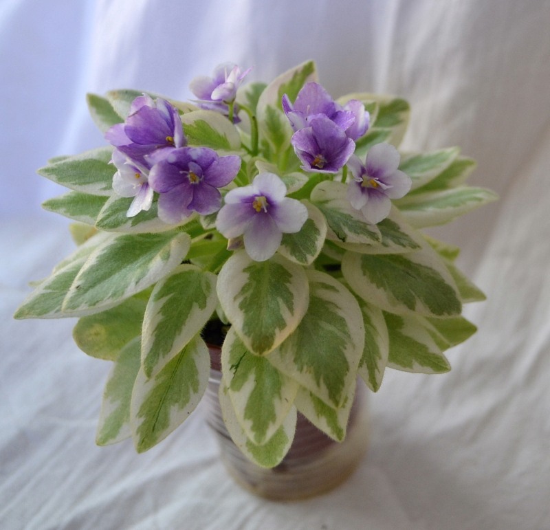 Робс Лаки Пенни 3.JPG