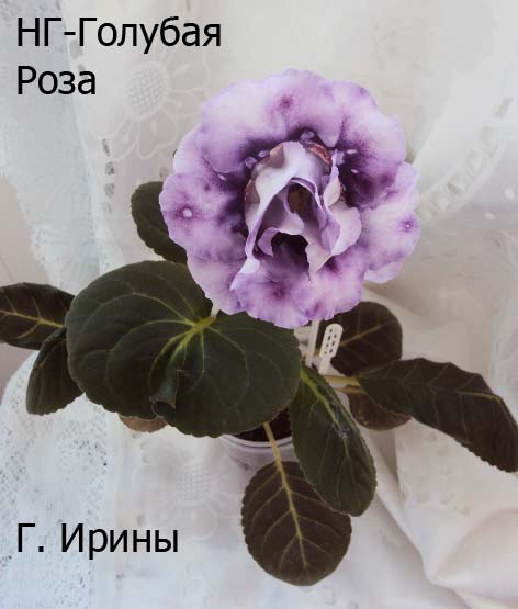 -Голубая Роза, 4.05.14г.JPG