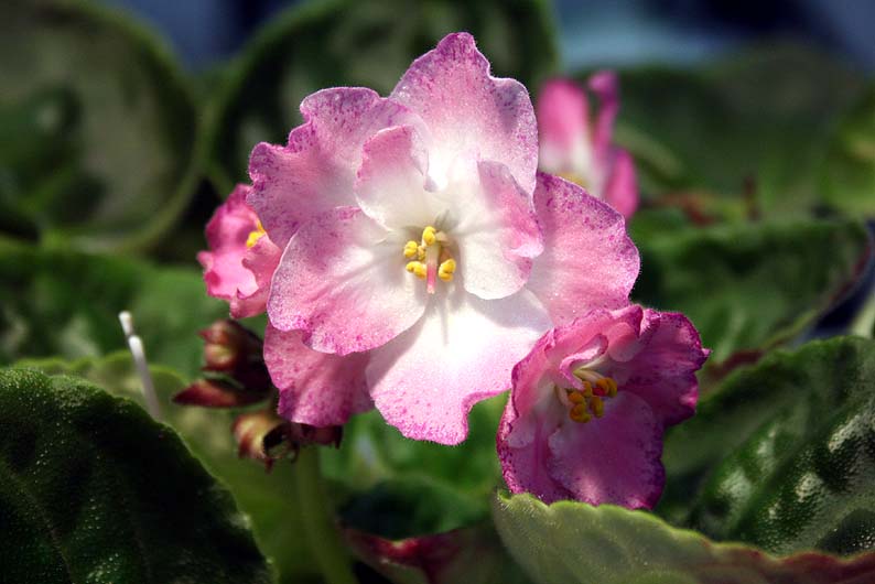 -Богиня Аврора.jpg